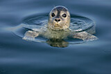Image. Common Seal