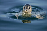 Image. Common Seal
