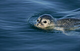 Image. Common Seal