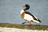 Image. Common Shelduck