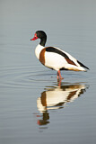 Image. Common Shelduck