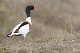 Image. Common Shelduck