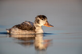 Image. Common Shelduck