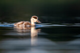 Image. Common Shelduck