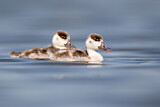 Image. Common Shelduck