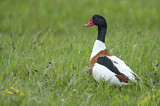 Image. Common Shelduck