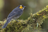 Image. Common Smoky Honeyeater