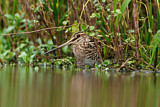 Image. Common Snipe