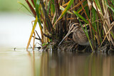 Image. Common Snipe