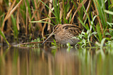 Image. Common Snipe