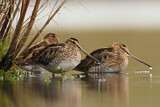 Image. Common Snipe