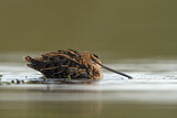 Image. Common Snipe