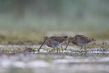 Image. Common Snipe