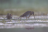 Image. Common Snipe