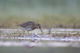 Image. Common Snipe