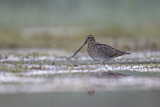 Image. Common Snipe