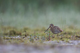 Image. Common Snipe