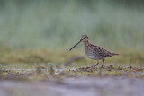 Image. Common Snipe