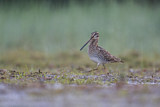 Image. Common Snipe