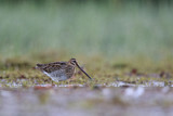 Image. Common Snipe