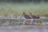 Image. Common Snipe