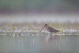 Image. Common Snipe