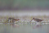 Image. Common Snipe