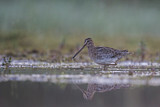 Image. Common Snipe