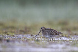 Image. Common Snipe