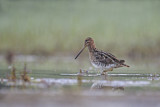 Image. Common Snipe