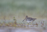 Image. Common Snipe