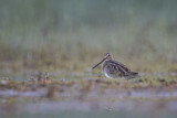 Image. Common Snipe