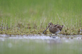Image. Common Snipe