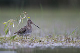 Image. Common Snipe