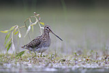 Image. Common Snipe