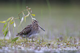 Image. Common Snipe