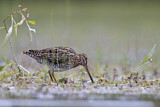 Image. Common Snipe