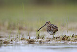 Image. Common Snipe