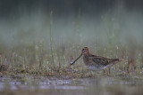 Image. Common Snipe