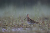 Image. Common Snipe