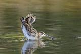 Image. Common Snipe