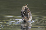 Image. Common Snipe