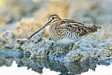 Image. Common Snipe