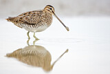 Image. Common Snipe