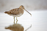 Image. Common Snipe