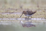 Image. Common Snipe