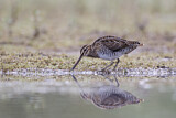 Image. Common Snipe