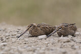 Image. Common Snipe