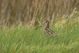 Image. Common Snipe