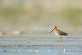Image. Common Snipe